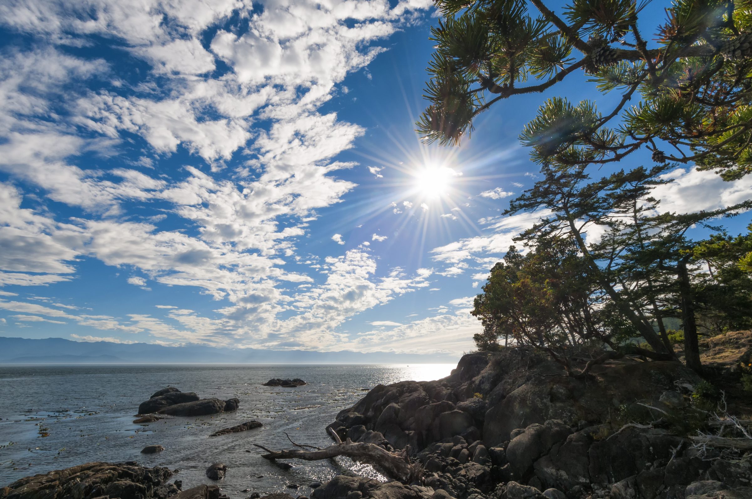 Rocky East Sooke shoreline with a windswept shore pine over the Strait of Juan de Fuca