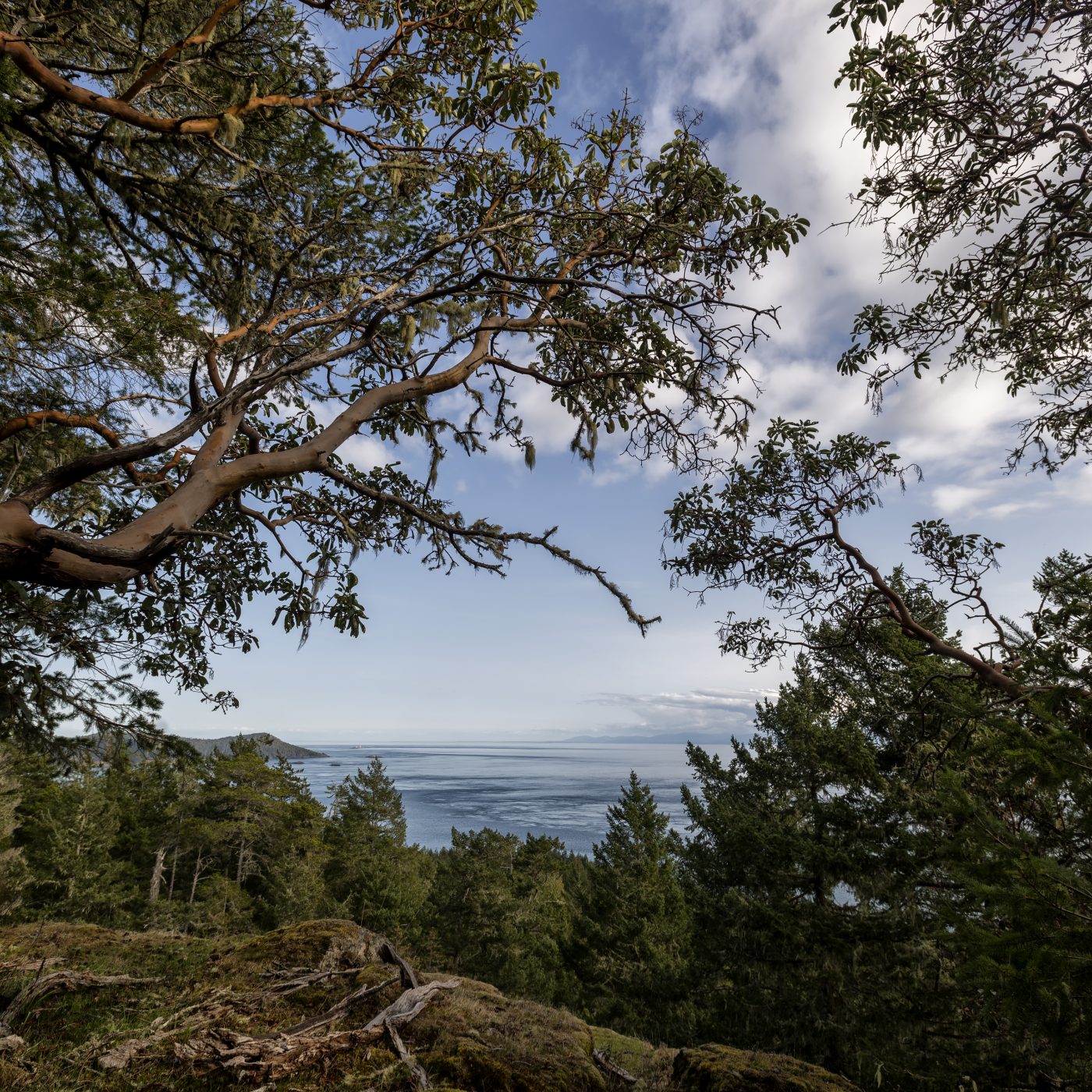 Arbutus branches framing a view across the strait in East Sooke