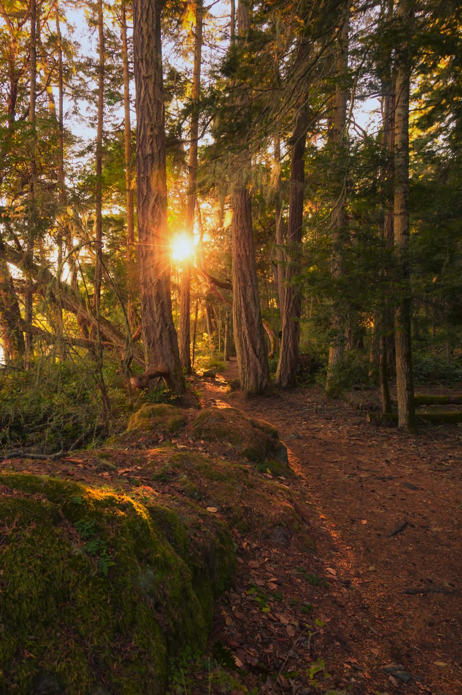 Sunlight filtering through a cedar forest trail in East Sooke